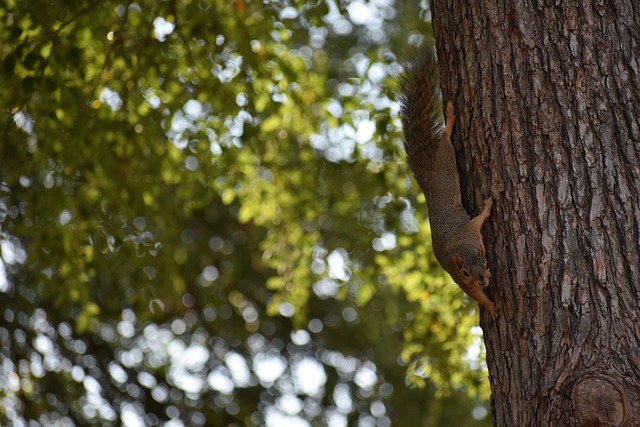 席卷联盟的 席卷联盟的